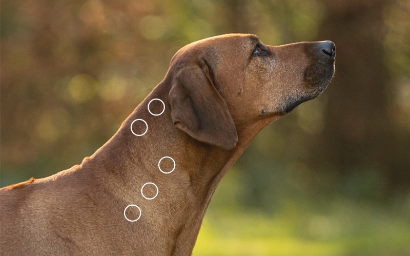 Stresspunkte am Kopf bei myofaszialen Schmerzen beim Hund mit dem NOVAFON behandeln