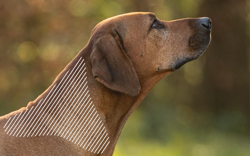 Myofasziale Schmerzen am Kopf beim Hund mit dem NOVAFON behandeln