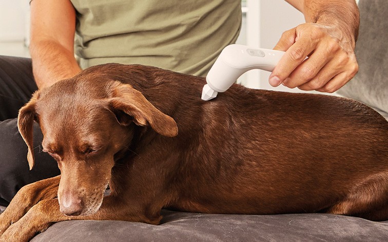 media/image/Bilder_Behandlungen_Grundlagen_Hund_R-cken_Bandscheibe.jpg