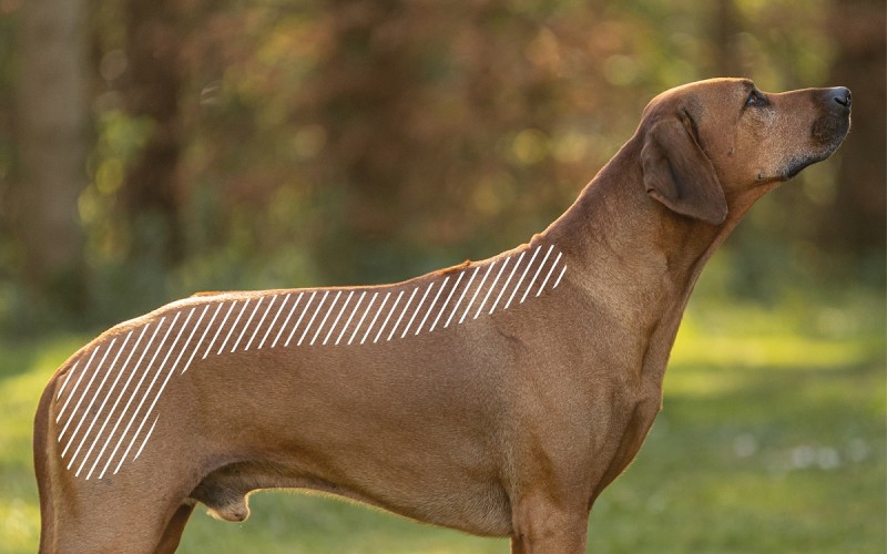 Myofasziale Schmerzen am Rücken beim Hund mit dem NOVAFON behandeln
