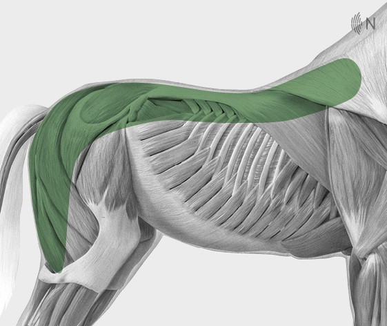 media/image/Bilder_Behandlungen_Anatomie_Pferd_R-cken_Myofaszial_2.jpg