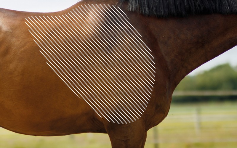 Myofasziale Schmerzen an der Schulter beim Pferd mit dem NOVAFON behandeln