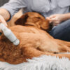 Veterinær-terapisæt til mindre dyr