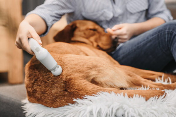 Veterinær-terapisæt til mindre dyr