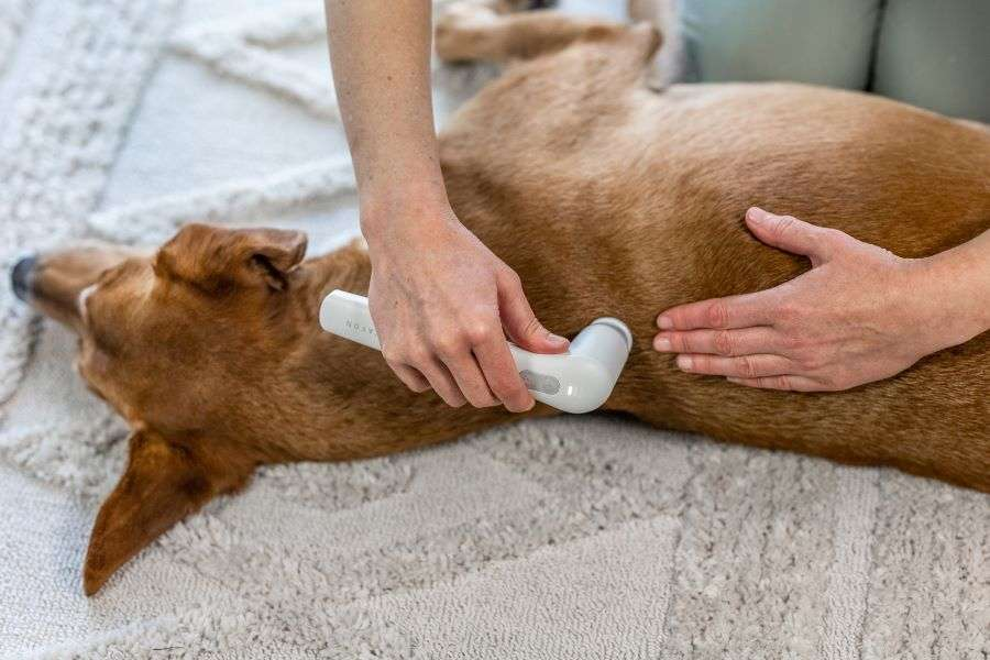 Diskusprolaps hos hund - årsager og behandling